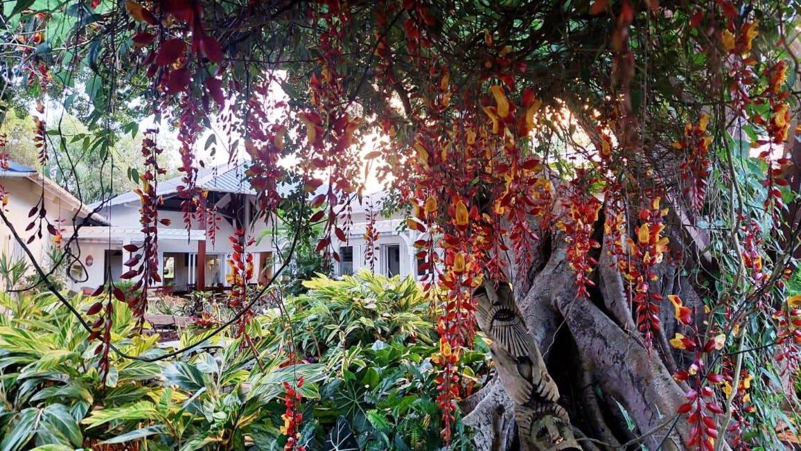 Tree Lodge Mauritius Белле-Маре Екстер'єр фото
